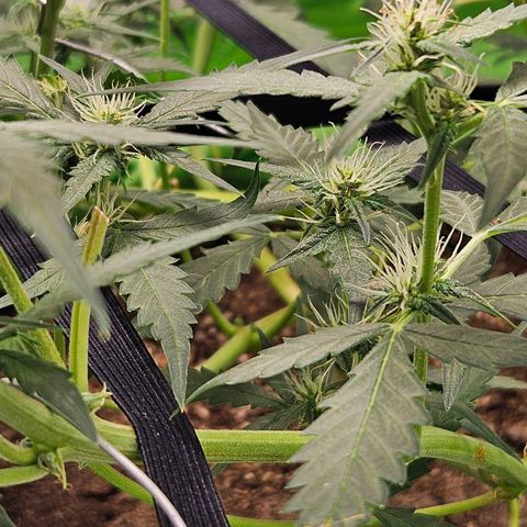 Purple Lemonade Autos growlog timeline photo