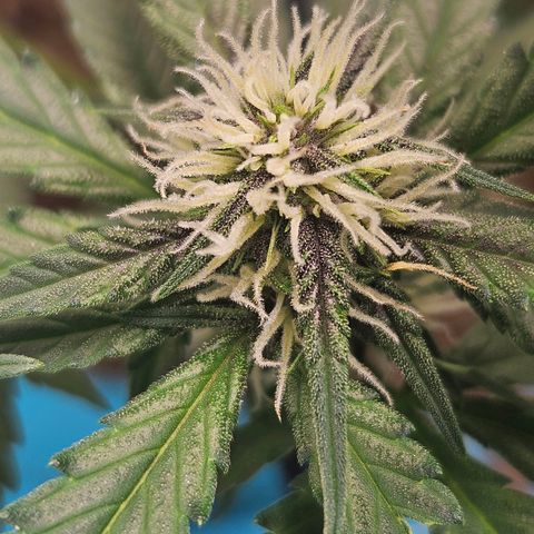 Purple Lemonade Autos growlog timeline photo