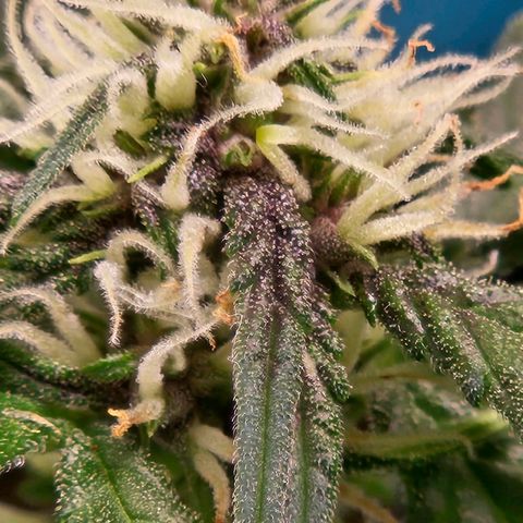 Purple Lemonade Autos growlog timeline photo