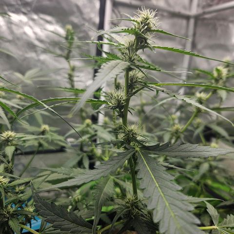 Purple Lemonade Autos growlog timeline photo