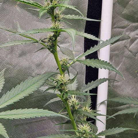 Purple Lemonade Autos growlog timeline photo