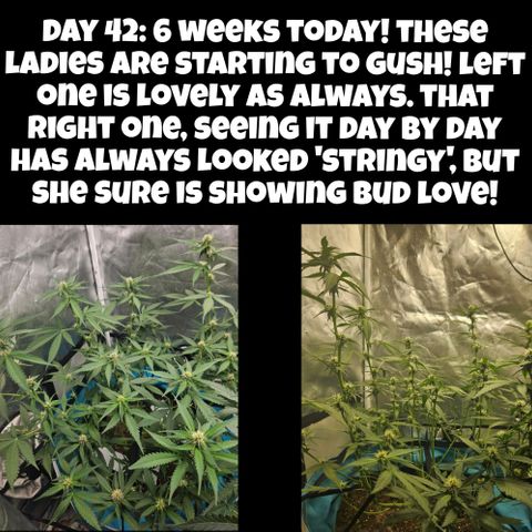 Purple Lemonade Autos growlog timeline photo