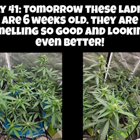 Purple Lemonade Autos growlog timeline photo