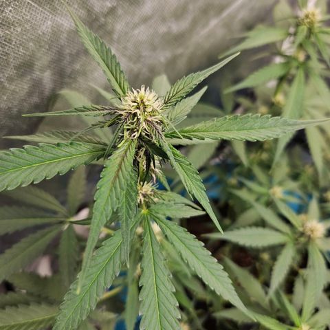 Purple Lemonade Autos growlog timeline photo