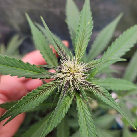 Purple Lemonade Autos growlog timeline photo