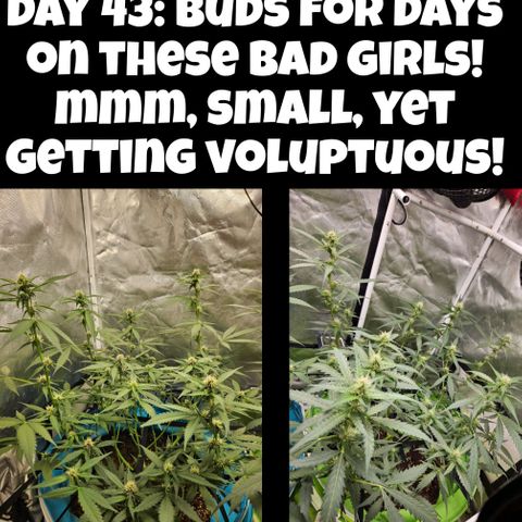 Purple Lemonade Autos growlog timeline photo