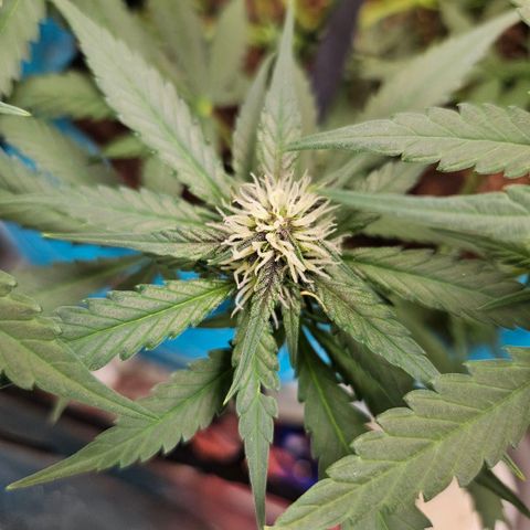 Purple Lemonade Autos growlog timeline photo