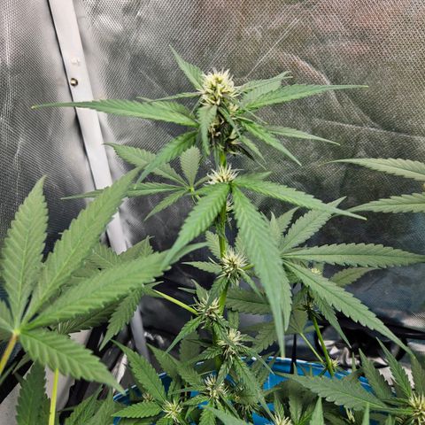 Purple Lemonade Autos growlog timeline photo