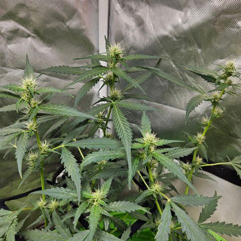 Purple Lemonade Autos growlog timeline photo