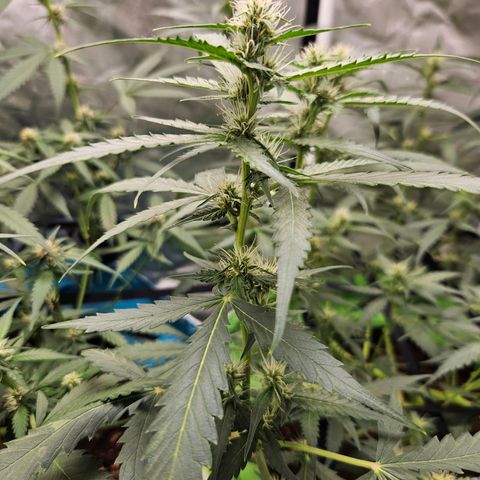 Purple Lemonade Autos growlog timeline photo