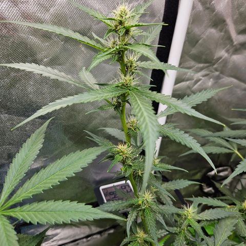 Purple Lemonade Autos growlog timeline photo