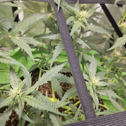 Purple Lemonade Autos growlog timeline photo
