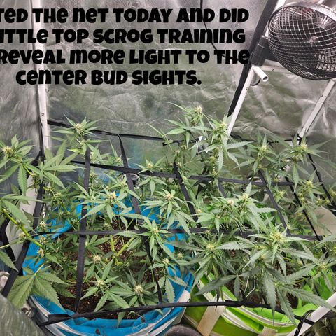 Purple Lemonade Autos growlog timeline photo