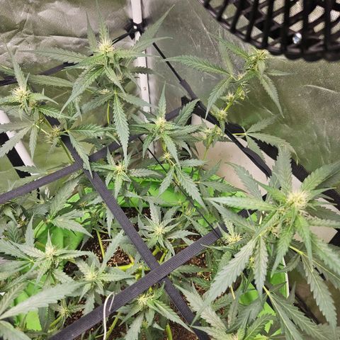 Purple Lemonade Autos growlog timeline photo