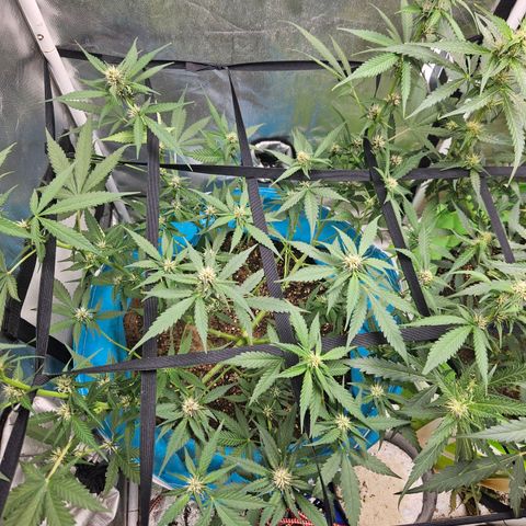 Purple Lemonade Autos growlog timeline photo