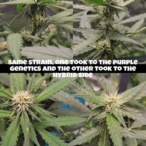 Purple Lemonade Autos growlog timeline photo