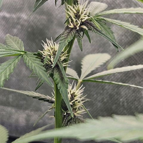 Purple Lemonade Autos growlog timeline photo