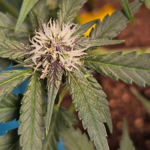 Purple Lemonade Autos growlog timeline photo