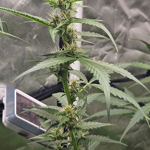 Purple Lemonade Autos growlog timeline photo