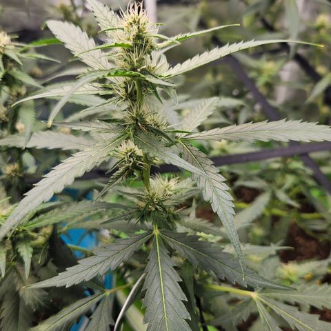 Purple Lemonade Autos growlog timeline photo