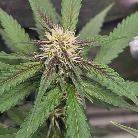 Purple Lemonade Autos growlog timeline photo