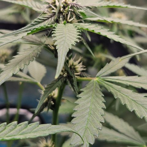 Purple Lemonade Autos growlog timeline photo