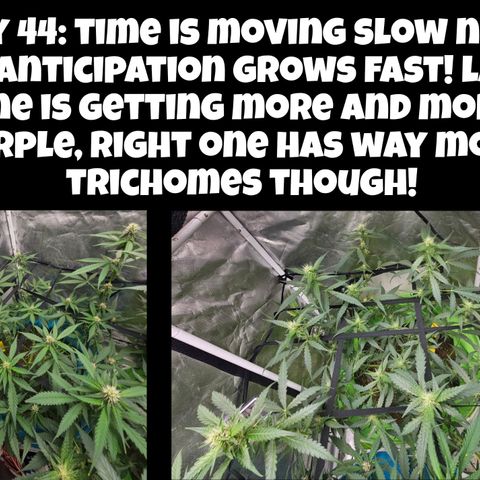 Purple Lemonade Autos growlog timeline photo