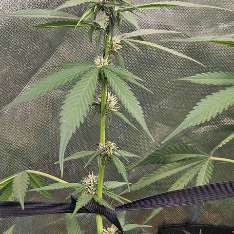 Purple Lemonade Autos growlog timeline photo