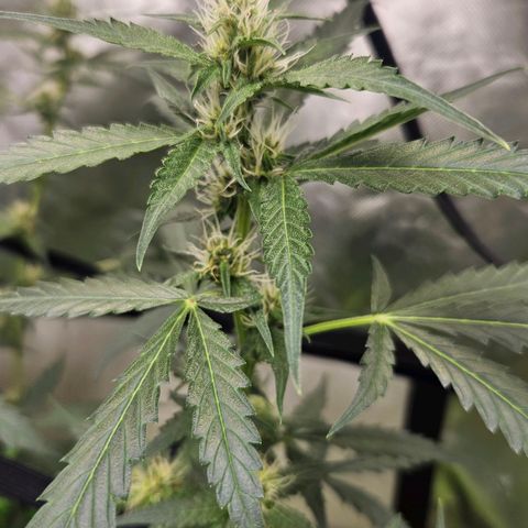 Purple Lemonade Autos growlog timeline photo