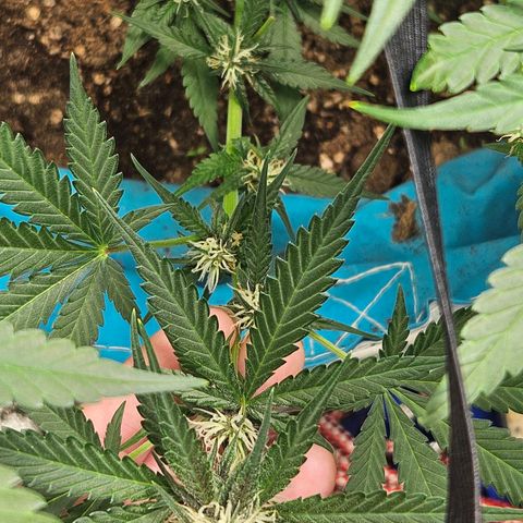 Purple Lemonade Autos growlog timeline photo