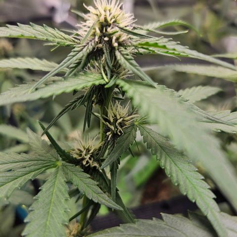Purple Lemonade Autos growlog timeline photo