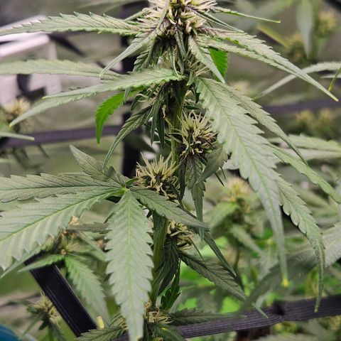 Purple Lemonade Autos growlog timeline photo