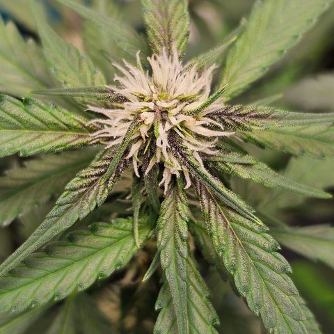 Purple Lemonade Autos growlog timeline photo