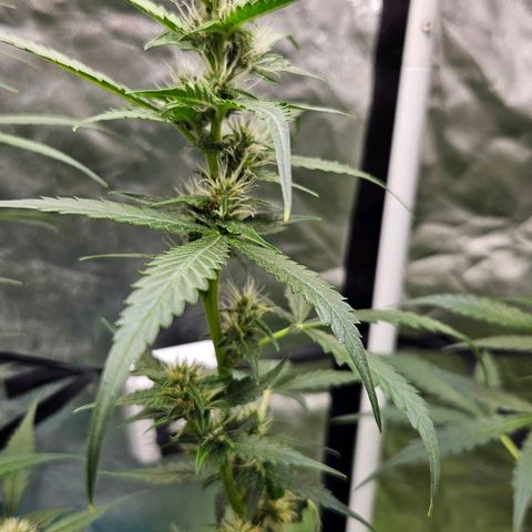 Purple Lemonade Autos growlog timeline photo
