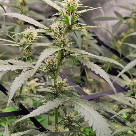 Purple Lemonade Autos growlog timeline photo
