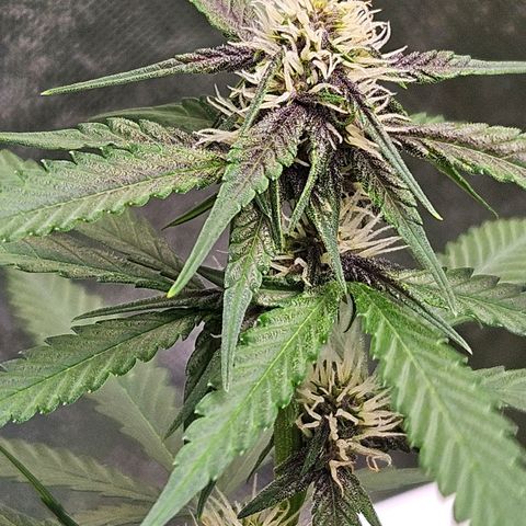 Purple Lemonade Autos growlog timeline photo