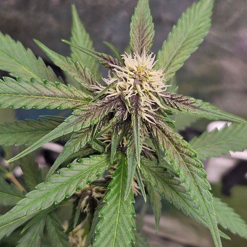 Purple Lemonade Autos growlog timeline photo