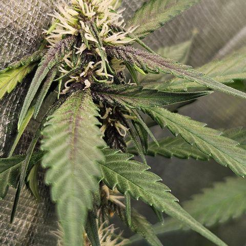 Purple Lemonade Autos growlog timeline photo