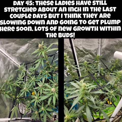 Purple Lemonade Autos growlog timeline photo