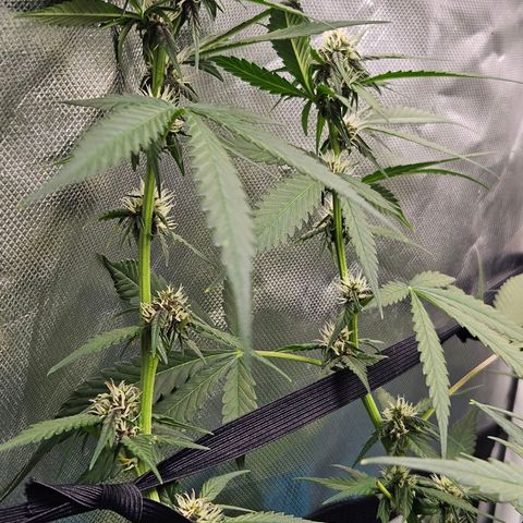 Purple Lemonade Autos growlog timeline photo