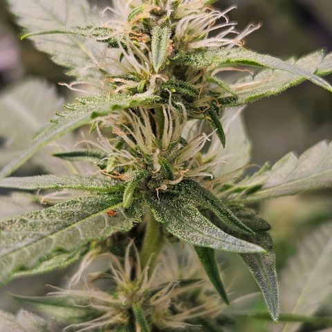 Purple Lemonade Autos growlog timeline photo