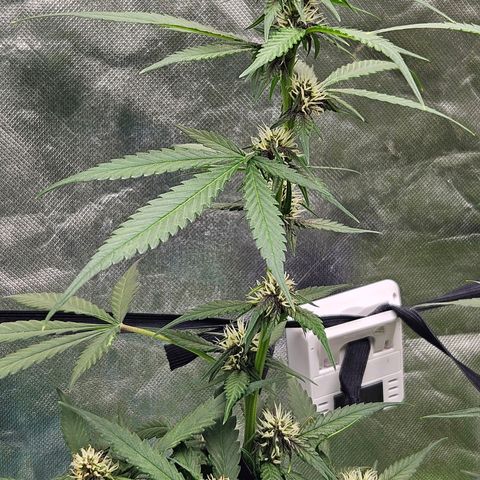 Purple Lemonade Autos growlog timeline photo