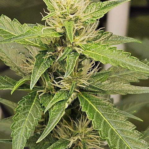 Purple Lemonade Autos growlog timeline photo