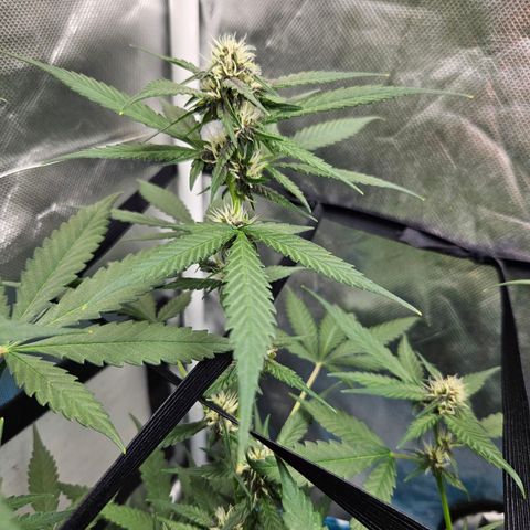 Purple Lemonade Autos growlog timeline photo