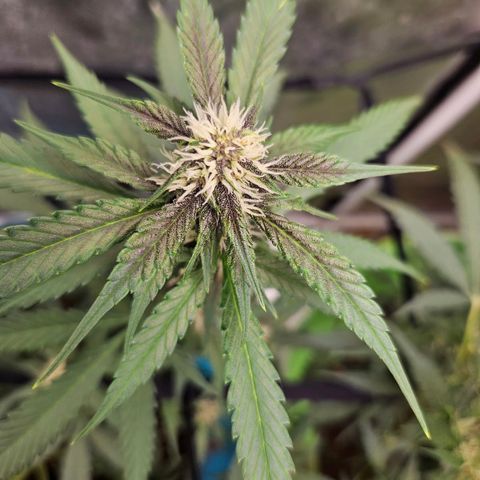 Purple Lemonade Autos growlog timeline photo