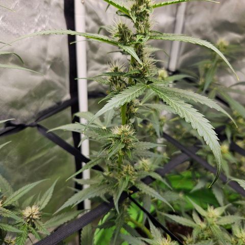 Purple Lemonade Autos growlog timeline photo