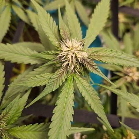 Purple Lemonade Autos growlog timeline photo