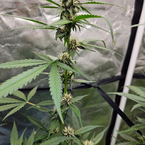 Purple Lemonade Autos growlog timeline photo