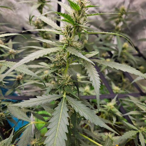 Purple Lemonade Autos growlog timeline photo