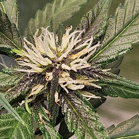 Purple Lemonade Autos growlog timeline photo